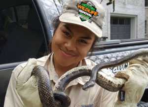 Wildlife Trapper holding captured snake