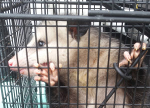 Opossum clinging to its cage