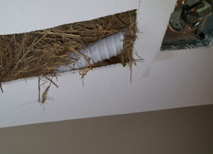 Starlings nesting in a bathroom vent