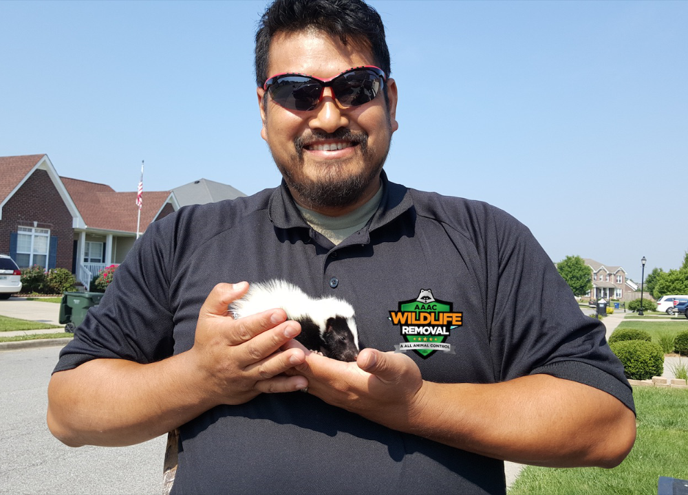 Owner, Vince, confidently holding a juvenile skunk.