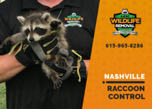 raccoon control nashville