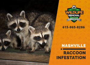 infested by raccoons nashville