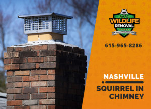 squirrel stuck in chimney nashville