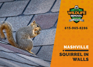 squirrel in the wall nashville
