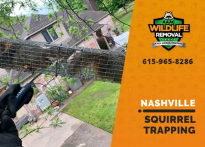 squirrel trapping program nashville