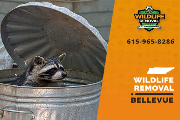 Bellevue Wildlife Removal professional removing pest animal