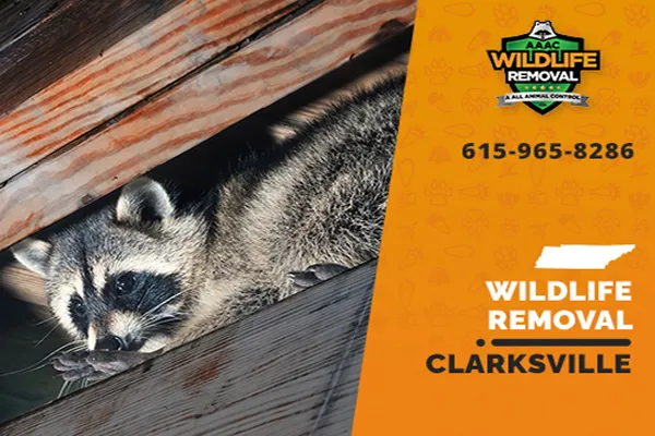 Clarksville Wildlife Removal professional removing pest animal
