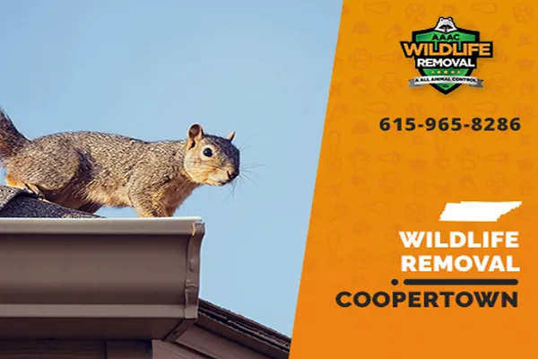 Coopertown Wildlife Removal professional removing pest animal