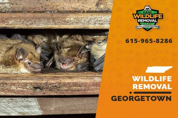 Georgetown Wildlife Removal professional removing pest animal