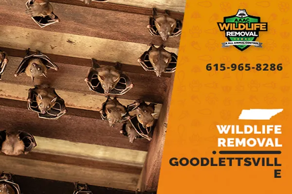 Goodlettsville Wildlife Removal professional removing pest animal