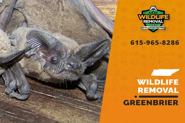 Greenbrier Wildlife Removal professional removing pest animal