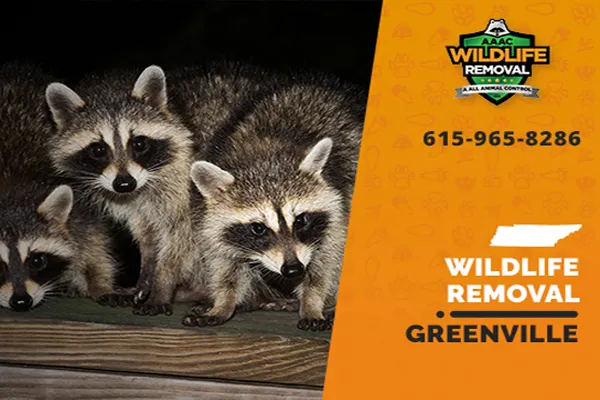 Greenville Wildlife Removal professional removing pest animal