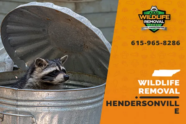 Hendersonville Wildlife Removal professional removing pest animal