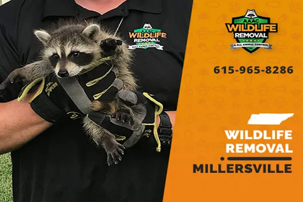 Millersville Wildlife Removal professional removing pest animal