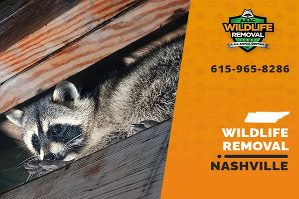 Nashville Wildlife Removal professional removing pest animal