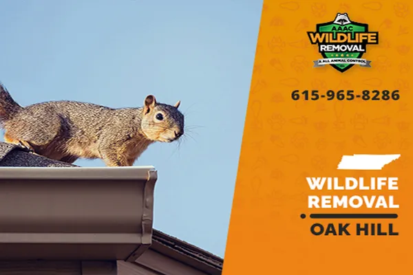 Oak Hill Wildlife Removal professional removing pest animal