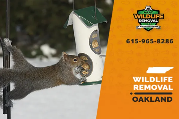 Oakland Wildlife Removal professional removing pest animal