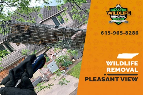 Pleasant View Wildlife Removal professional removing pest animal