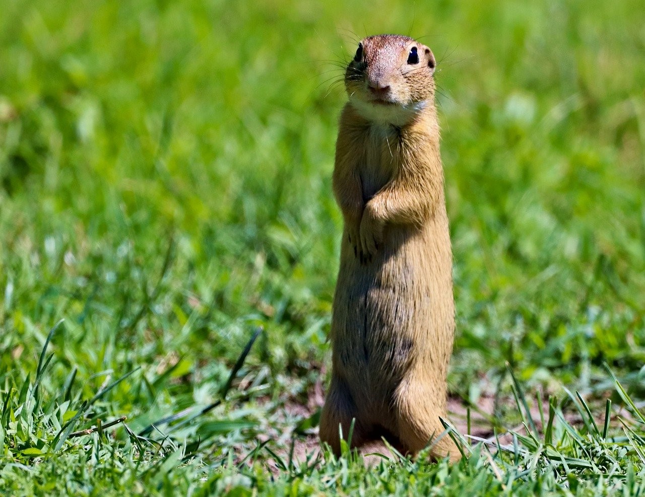 image of a gopher
