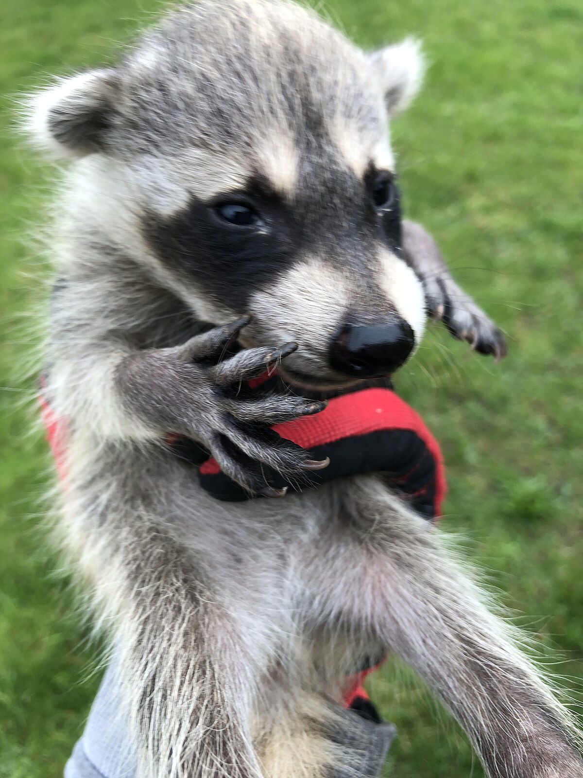 Who Gets Rid of Raccoons?