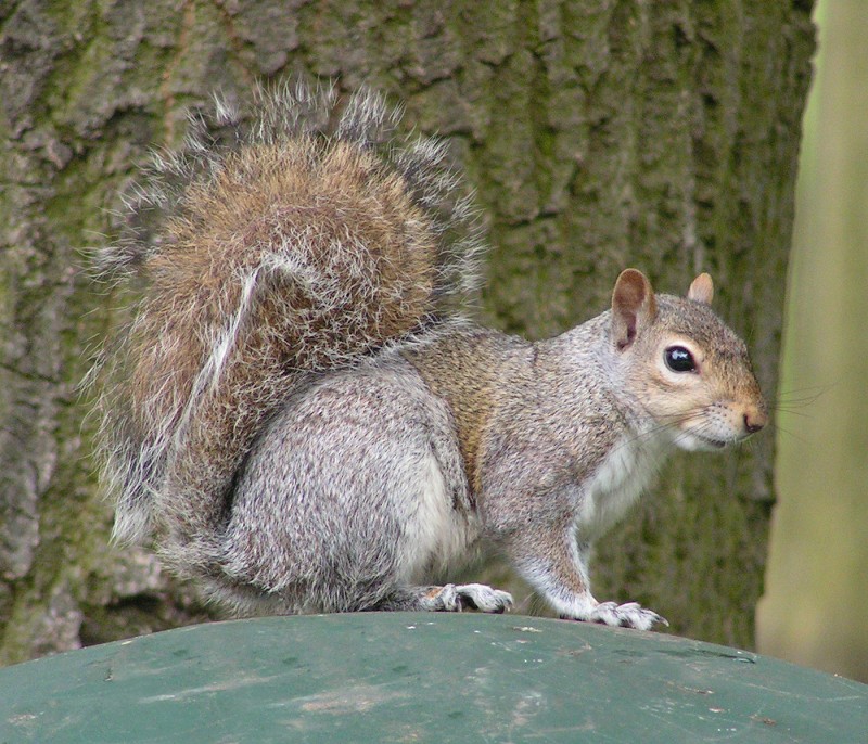 Is It Legal to Relocate Squirrels in Tennessee?