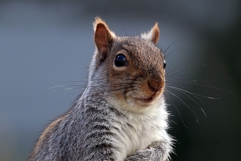 How do I get rid of squirrels legally?