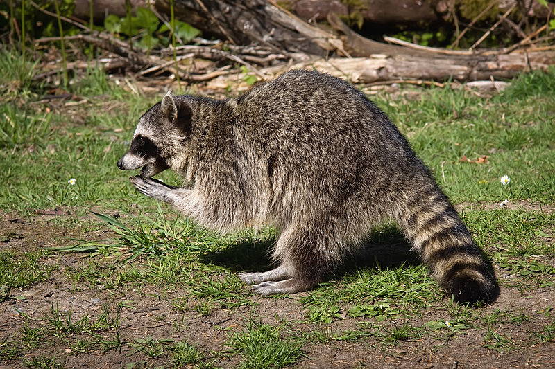 Is it Illegal to Relocate Raccoons in Tennessee?