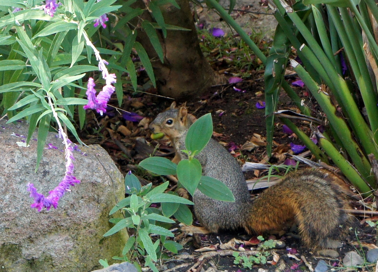 What’s the Best Way to Get Rid of a Squirrel in Your House?