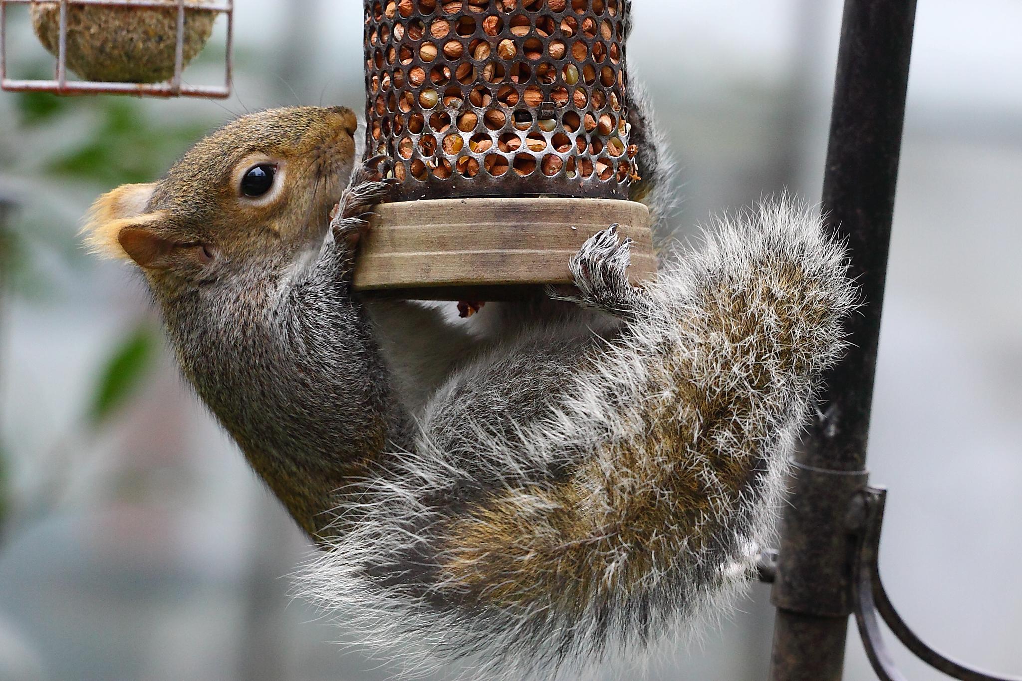 Who Is the Best Company to Remove Squirrels From an Attic?