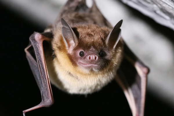 Bat Removal La Vergne Tn