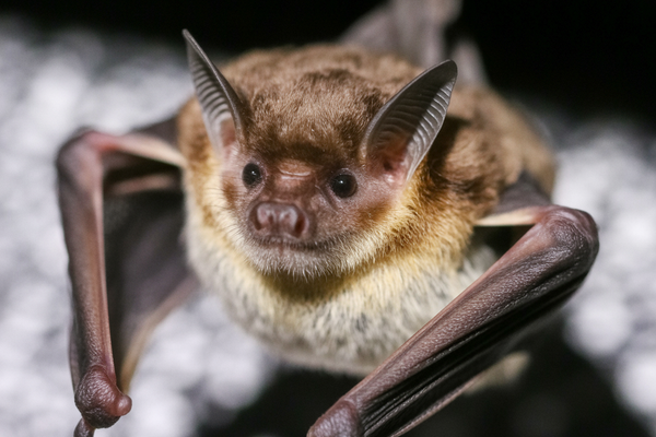 Bat Removal Fairview Tn