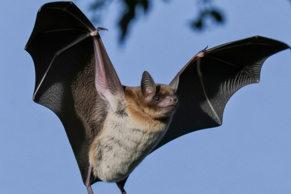 Bat Removal La Vergne Tn
