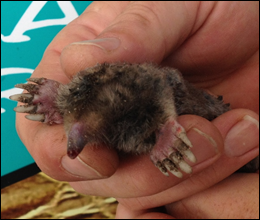 Mole held in a hand, Nashville mole control