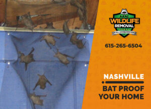 bat proofing my nashville home