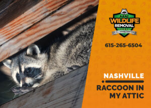 raccoon stuck in attic nashville