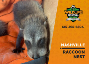 raccoon nest in attic nashville